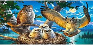 Owl Family
