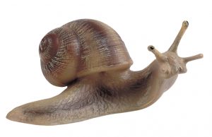 Weinbergschnecke