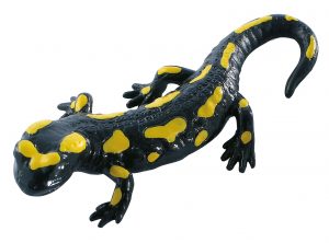 Feuersalamander