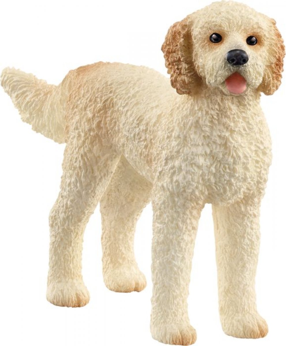 Goldendoodle (13939)