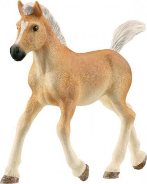 Haflinger Fohlen (13951)