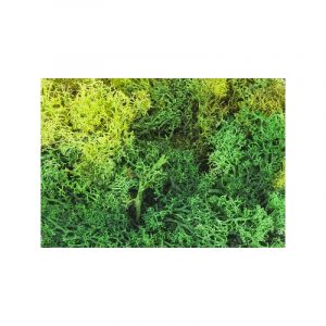 Islandmoos, gemischt, grün, 5