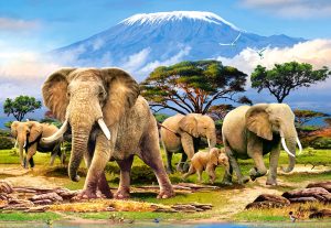 Kilimanjaro Morning