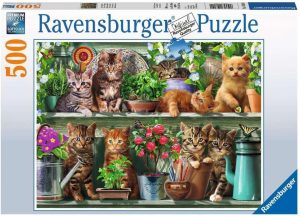 Katzen im Regal