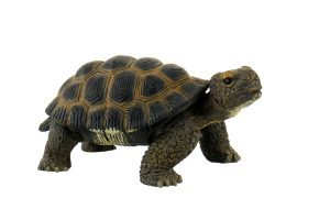 Landschildkroete