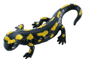 Feuersalamander